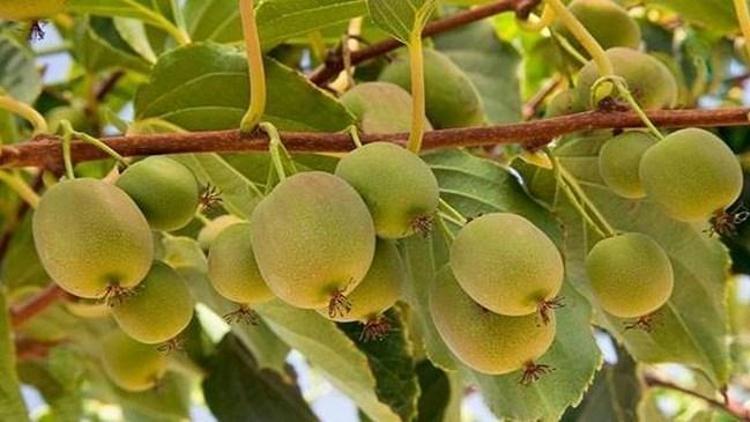 Kivi üretimine ilgi artıyor