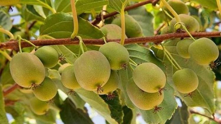 Kivide ikinci altın geliyor Kivide ikinci altın geliyor