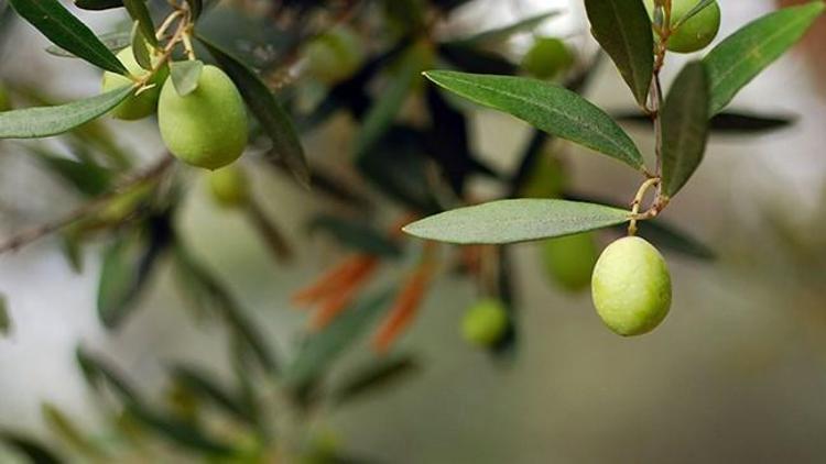 Bursada 10 yılın en yüksek zeytin rekoltesi bekleniyor