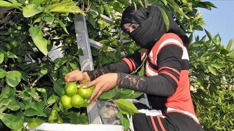 Hatayda erkenci cins mandalina hasadı başladı