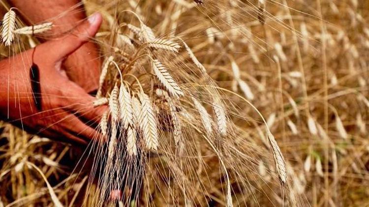 Siyez buğdayında rekolte yüz güldürdü