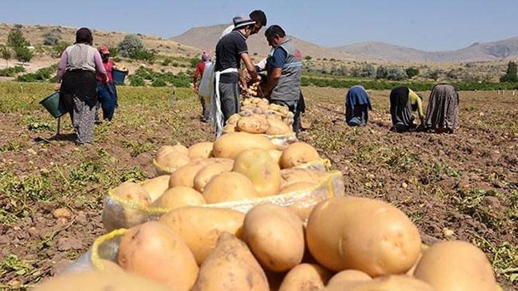 Patates fiyatına yazlık hasat freni