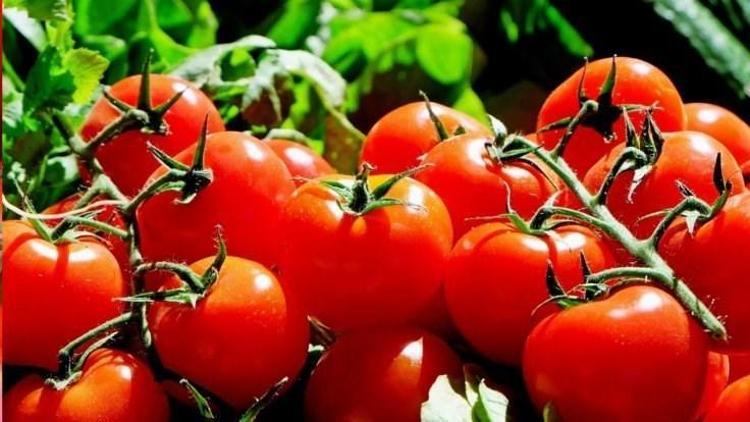 4 şirket daha Rusyaya domates ihracatına başlıyor