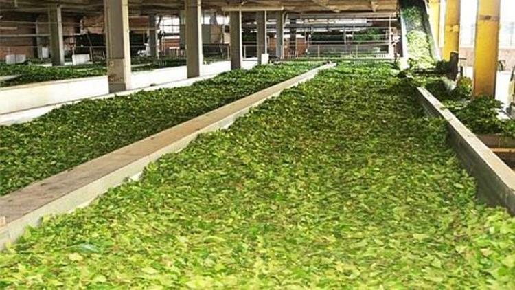 Çaykura 1500 işçi alınacak