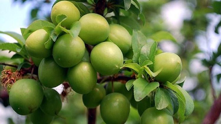 Eriğin fiyatı çeyrek altını solladı