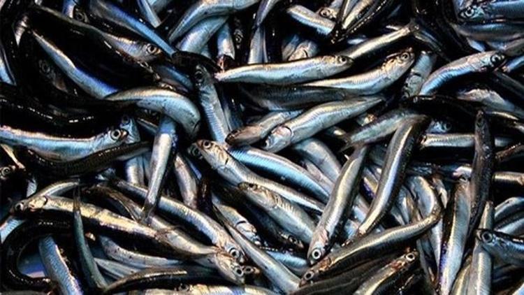 Hamsi tarihinde ilk defa bu fiyatları gördü