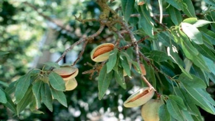 Kula bademi dünya markası olacak