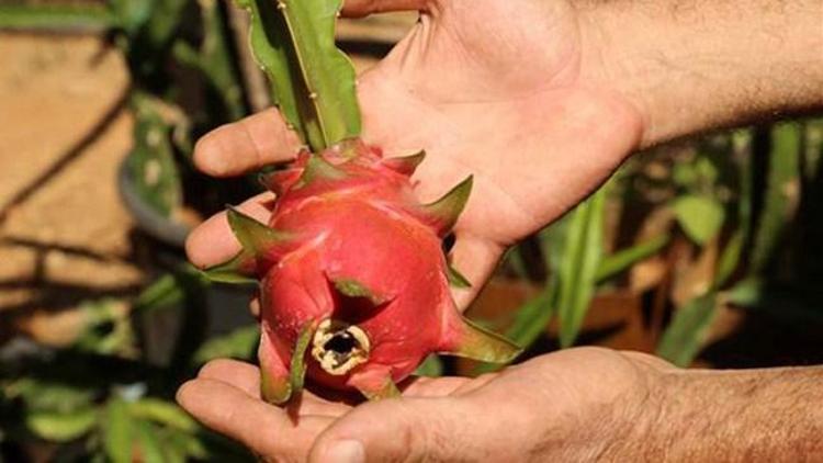 Mersinde Pitaya üretimini gerçekleştirdi