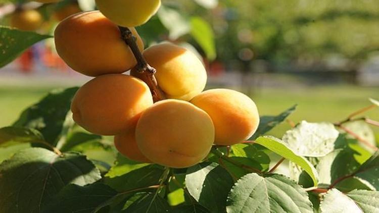 Kayısı yok, Malatya ekonomisi felç oldu