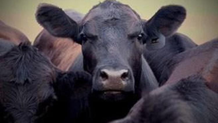 Kurbanlıklar gemiden indi