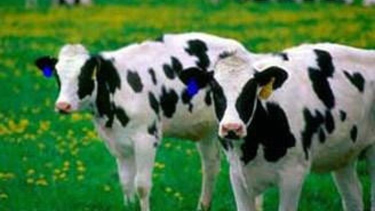 Kırmızı et sektöründe büyük şok