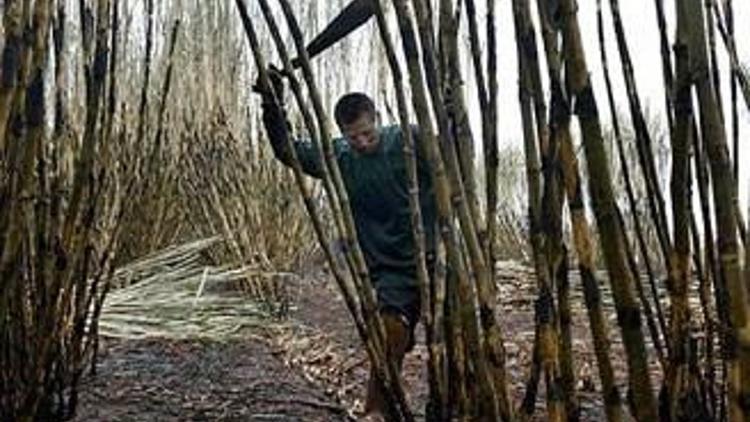 Çin şekeri zirveye taşıyabilir