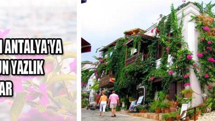 Şimdi yazlık zamanı Şimdi yazlık zamanı