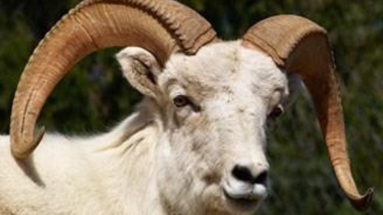 Koçtaş, İzmir’de üçüncü mağazasını Mavişehir`de açtı