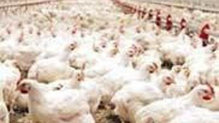 Tavukçuluk sektörünün vergi borcuna erteleme