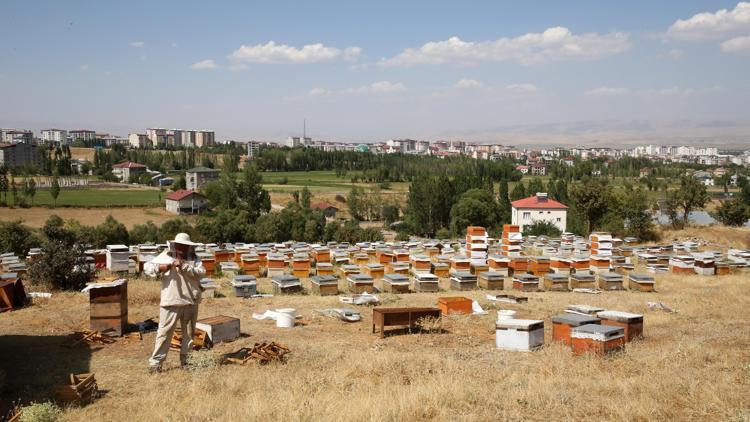 Muşta bu yıl 600 ton bal rekoltesi bekleniyor