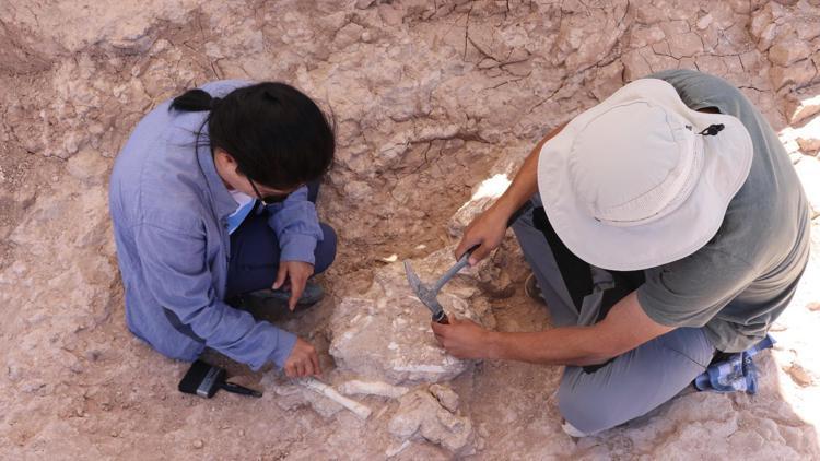 Kayseride bu yılki kazılarda 8 milyon yıllık dev domuz kafatası bulundu