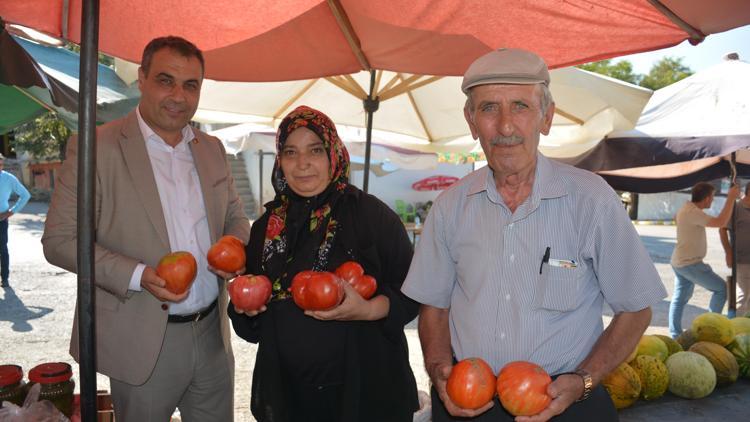 Sivasta ata tohumundan yetiştirilen manda yüreği cinsi domates hasat ediliyor