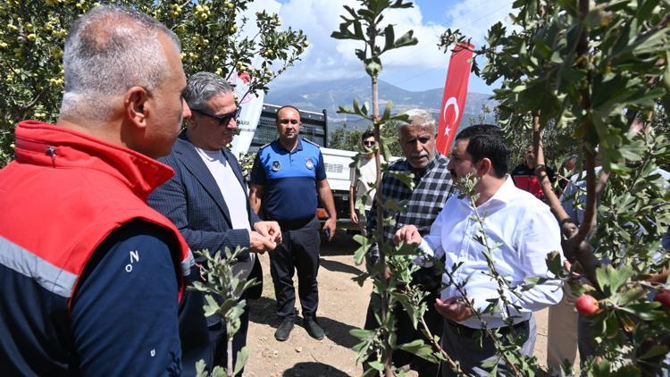 Belen’de alıç meyvesinin ilk hasadı gerçekleşti