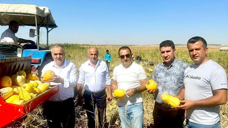 Batmanda çerezlik kabak hasadı yapıldı