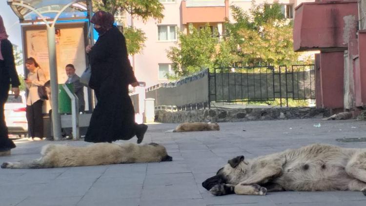 Ağrıda başıboş köpek tedirginliği