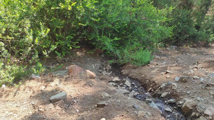 Fethiyede ormanda terk edilmiş bebek bulundu