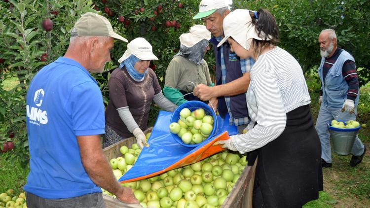 Elmada kalıntı uyarısı; geçen yıl 47 üreticiye ceza uygulandı