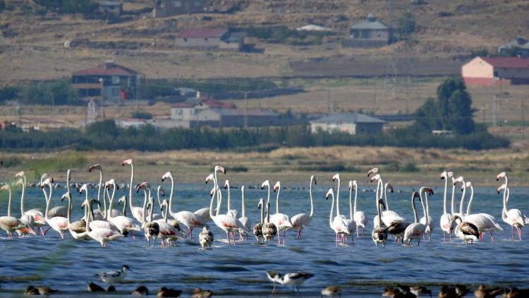 Flamingolara fotoğrafçılardan yoğun ilgi