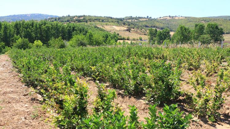 Annesinin hastalığına iyi geldiğini öğrendi, aronya yetiştirdi