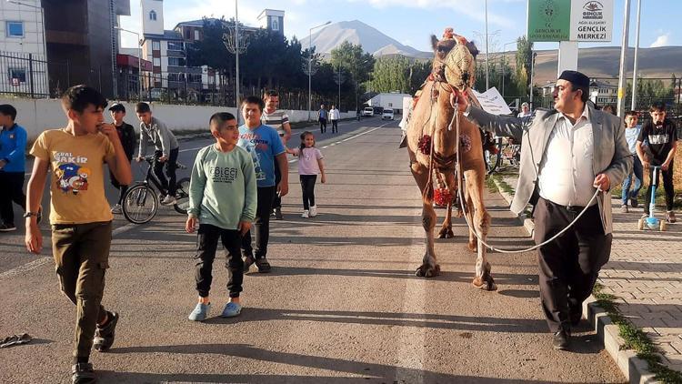 Antalyadan Ağrıya kurbanlık gönderilen deveye ilgi