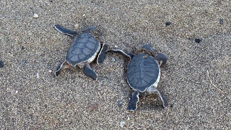 Kum zambakları ve Caretta Carretalar için imza kampanyası