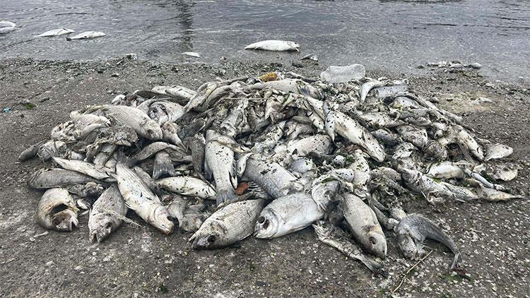 İzmir Körfezindeki kirlilik sonrası balık satışı yarı yarıya azaldı