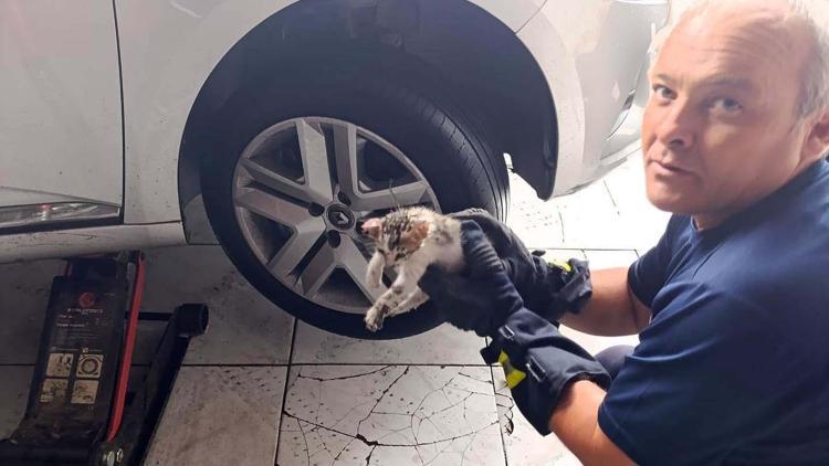 Hatay’da kedi kurtarma operasyonu