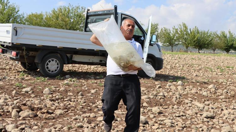 Atatürk Barajına 3,5 milyon yavru sazan balığı bırakıldı