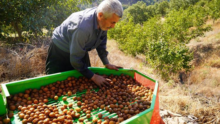 Osmaniye’de ceviz hasadı başladı