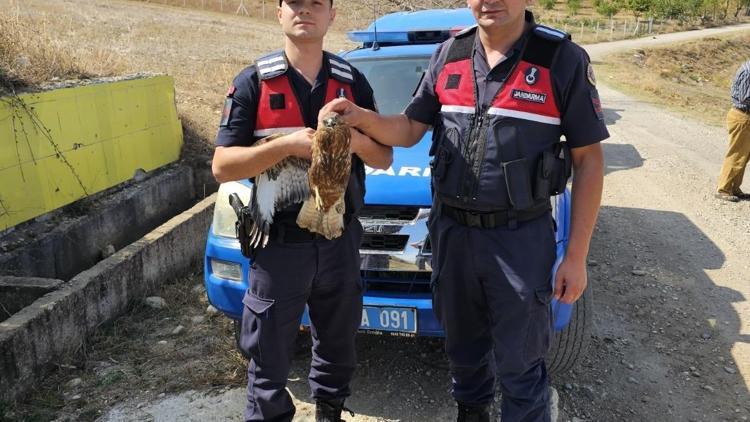 Jandarmanın bulduğu yaralı şahin, tedaviye alındı