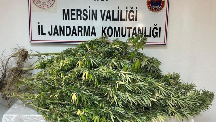 Mersinde uyuşturucu operasyonu: 4 gözaltı