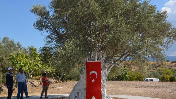 Mutta Zeytin ve Zeytinyağı Festivali düzenleniyor