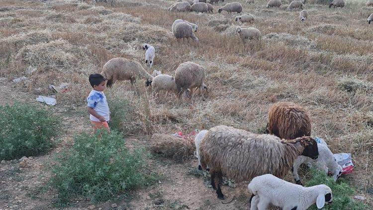 Kadirli’de küçükbaş ve büyükbaşlara mavi dil karantinası