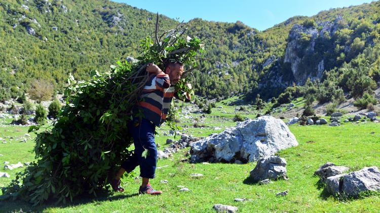 Dağlardan toplanan defneler ABD ve Avrupa’ya ihraç ediliyor