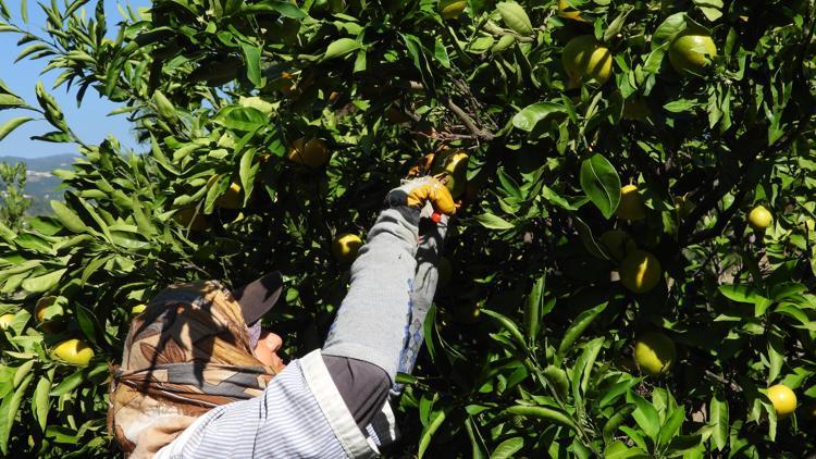 Hatayda erkenci cins mandalina hasadı başladı