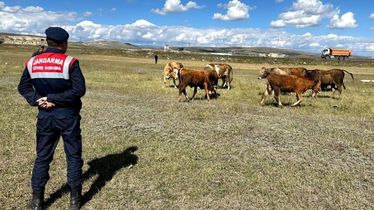 Karsta kaybolan 35 büyükbaş hayvanı jandarma buldu