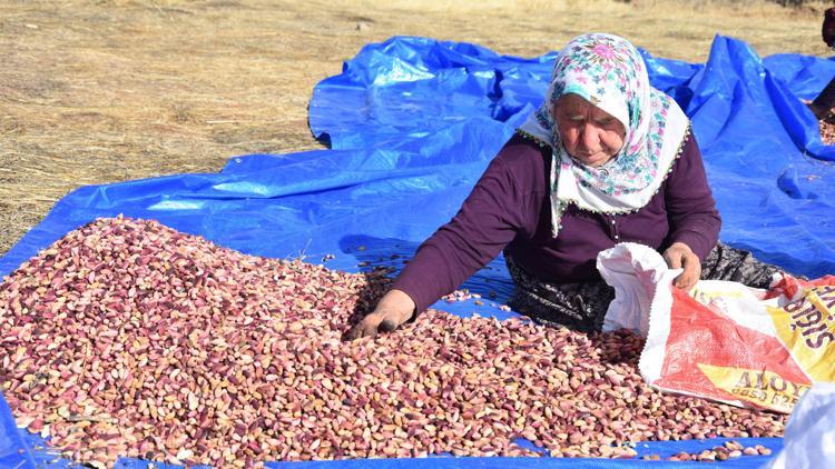 Sivastan fıstığın başkenti Gaziantepe fıstık gönderiyorlar