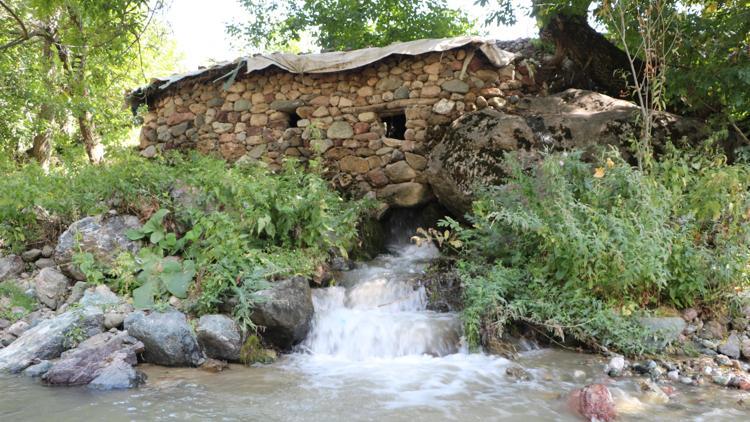 Yüksekovada 155 yıllık su değirmeni ile buğday öğütüyor