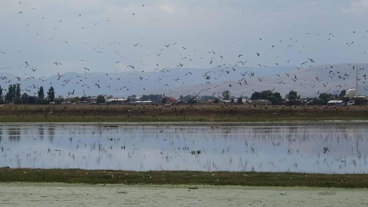 Yağmur sularıyla Erzurum Ovasında 30 kuş cenneti oluştu