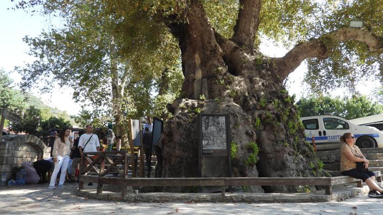 Depremde hasar görmeyen 3 bin 600 yıllık  Musa Ağacına ziyaretçi akını