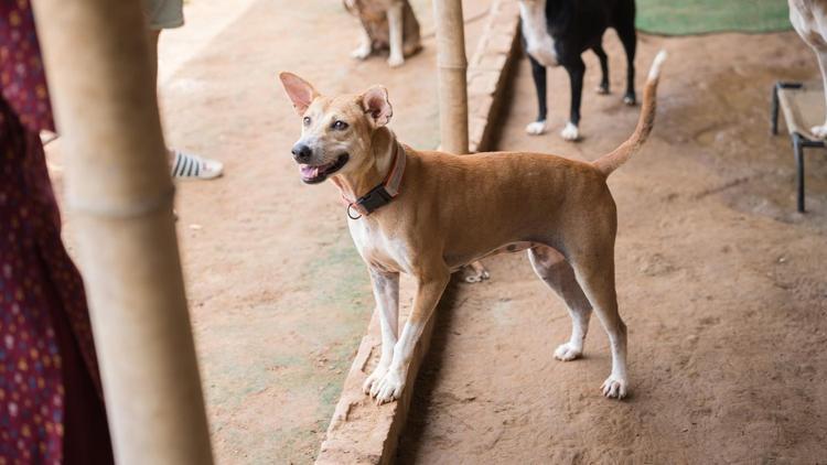 Mars Petcare ve Royal Canin, “Evsiz Hayvanlar Raporu” aracılığıyla sevgi dolu bir yuvaya erişemeyen hayvanların durumunu mercek altına alıyor