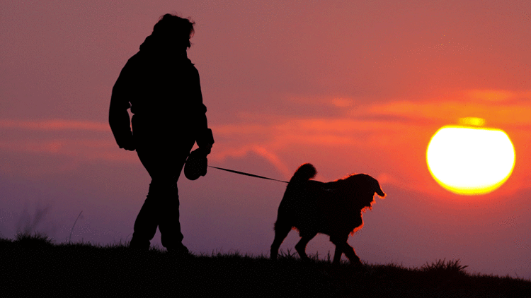 Almanya’da köpek vergisi gelirleri rekor kırdı