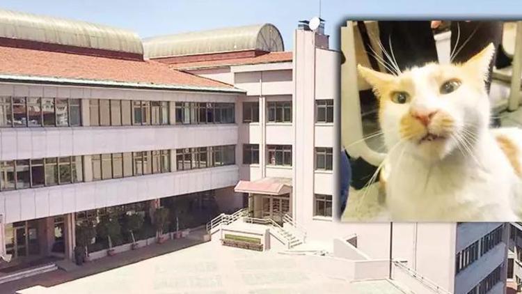 Kedi Farukun camdan itilmesine ilişkin davada 3 yıla kadar hapis istemi