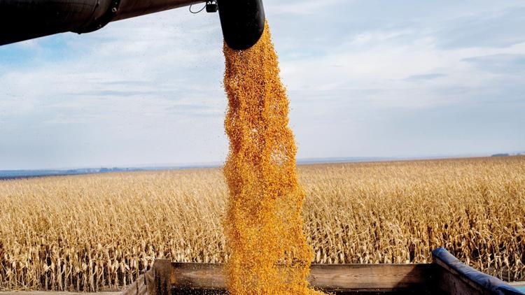 Mısırda ithalat kapısı açıldı... Hedef: fiyatları dengelemek Mısırda ithalat kapısı açıldı... Hedef: fiyatları dengelemek